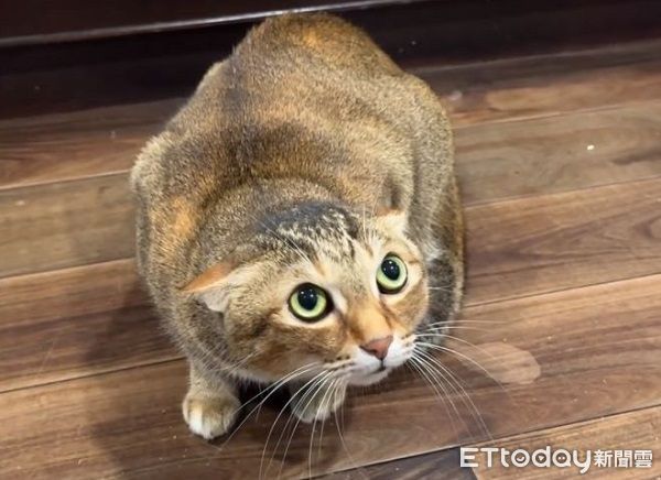 ▲你是誰？！貓皇「飛機壓超低」緊盯爸　燙完頭髮主子就不認識。（圖／___chu1223提供）