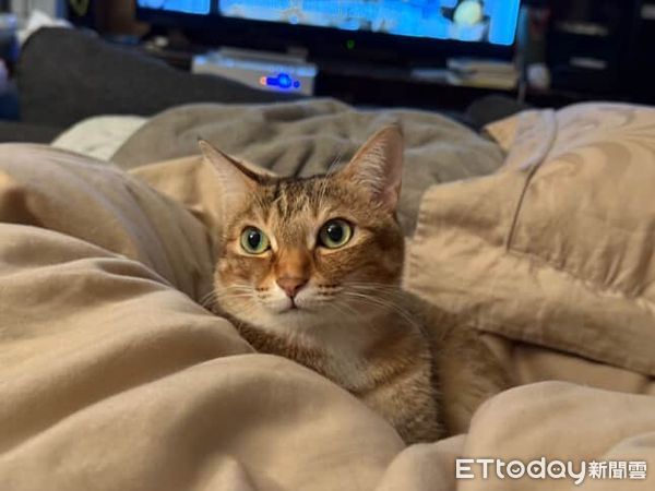 ▲你是誰？！貓皇「飛機壓超低」緊盯爸　燙完頭髮主子就不認識。（圖／___chu1223提供）