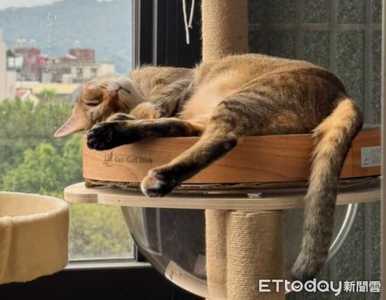 ▲你是誰？！貓皇「飛機壓超低」緊盯爸　燙完頭髮主子就不認識。（圖／___chu1223提供）