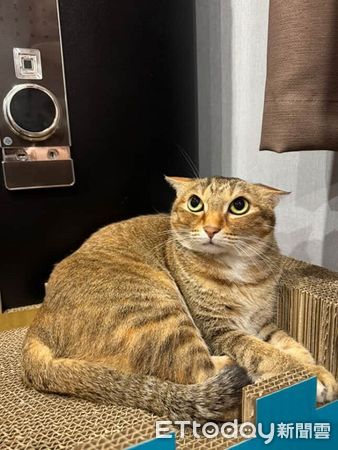 ▲你是誰？！貓皇「飛機壓超低」緊盯爸　燙完頭髮主子就不認識。（圖／___chu1223提供）