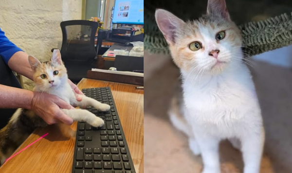 不能繼續住在圖書館！可愛「鬥雞眼小貓」爆紅　萬人聯署相助。（圖／翻攝自Facebook）