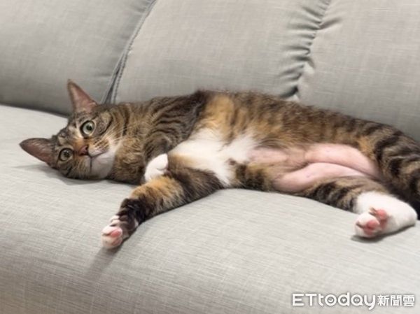 ▲（圖／網友@amy612612提供，請勿隨意翻拍，以免侵權。）