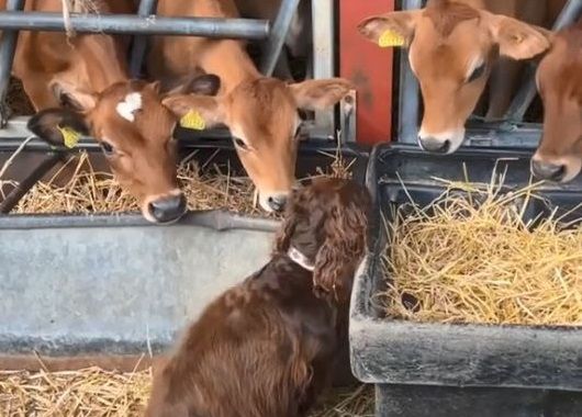 ▲可卡犬「眾星拱月」被牛群狂聞　一起上班還有免費舔毛服務。（圖／翻攝自TikTok／@hannahhs147）