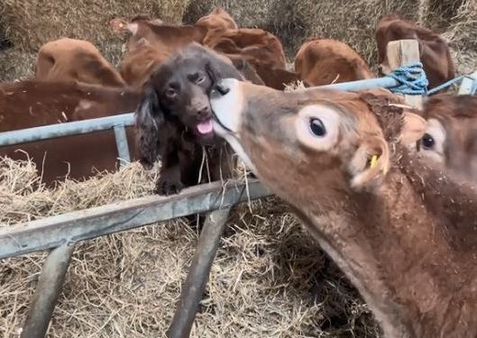▲可卡犬「眾星拱月」被牛群狂聞　一起上班還有免費舔毛服務。（圖／翻攝自TikTok／@hannahhs147）