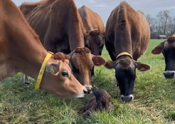 ▲可卡犬「眾星拱月」被牛群狂聞　一起上班還有免費舔毛服務。（圖／翻攝自TikTok／@hannahhs147）