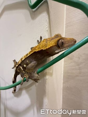 ▲守宮用智慧手錶量心跳　迷你小手「自己抱好」超級天使。（圖／Threads@oooweeecow提供）