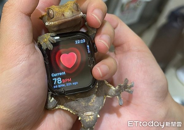 ▲守宮用智慧手錶量心跳　迷你小手「自己抱好」超級天使。（圖／Threads@oooweeecow提供）