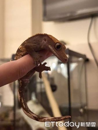 ▲守宮用智慧手錶量心跳　迷你小手「自己抱好」超級天使。（圖／Threads@oooweeecow提供）