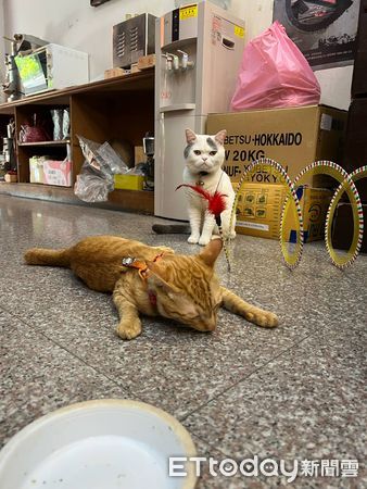 迪化街貓咪。（圖／記者李依融攝）