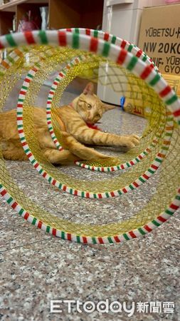 迪化街貓咪。（圖／記者李依融攝）