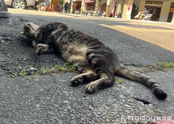 迪化街貓咪。（圖／記者李依融攝）