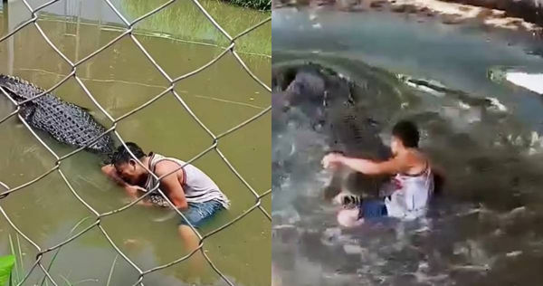 菲律賓一名29歲男子，將圍欄內的鱷魚誤認為雕像，翻進圍欄裡想要跟鱷魚自拍，直接遭到攻擊撕咬，送醫後縫了50多針。（圖／X／@BPIOrgNews）