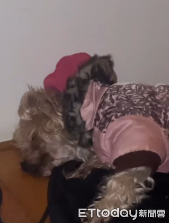 阿嬤推胖柴。（圖／Threads@@liyux_1201提供）