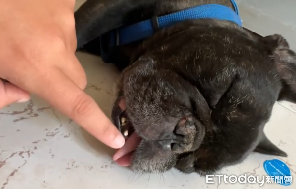 阿嬤推胖柴。（圖／Threads@@liyux_1201提供）