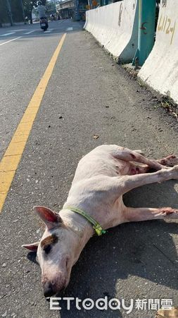 ▲▼   嘉義縣遭棄牛頭㹴獲愛心收養，經照護與復健微笑重生   。（圖／嘉義縣政府提供）