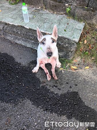 ▲▼   嘉義縣遭棄牛頭㹴獲愛心收養，經照護與復健微笑重生   。（圖／嘉義縣政府提供）