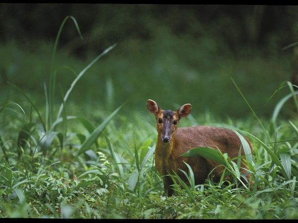 ▲（圖／翻攝自農業部林業及自然保育署）