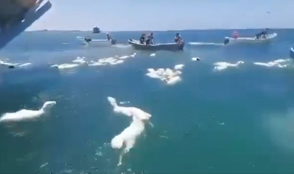 數千隻羊在大海中載浮載沉。（翻攝 Israel Against Live Shipments粉絲專頁）