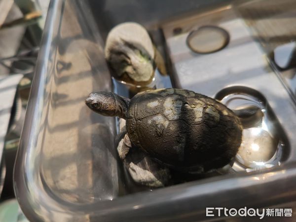 ▲巧克力汪腳開開翻肚睡死　後方大鵝「鳥視眈眈」準備攻擊鈴鐺。（圖／有點毛毛的／習東寧提供）