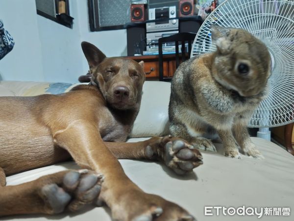 ▲巧克力汪腳開開翻肚睡死　後方大鵝「鳥視眈眈」準備攻擊鈴鐺。（圖／有點毛毛的／習東寧提供）