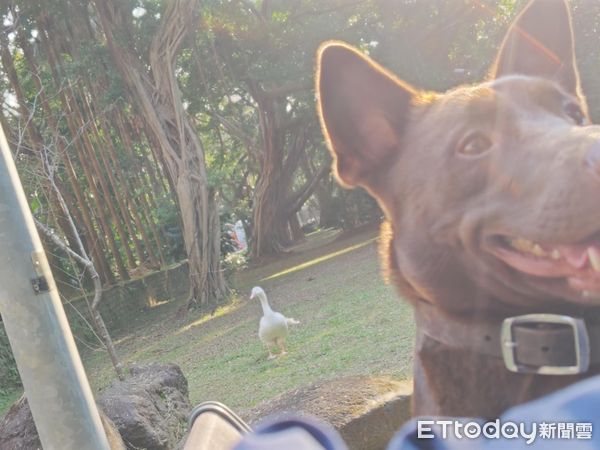 ▲巧克力汪腳開開翻肚睡死　後方大鵝「鳥視眈眈」準備攻擊鈴鐺。（圖／有點毛毛的／習東寧提供）