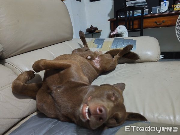 ▲巧克力汪腳開開翻肚睡死　後方大鵝「鳥視眈眈」準備攻擊鈴鐺。（圖／有點毛毛的／習東寧提供）