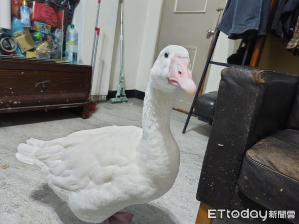 ▲巧克力汪腳開開翻肚睡死　後方大鵝「鳥視眈眈」準備攻擊鈴鐺。（圖／有點毛毛的／習東寧提供）