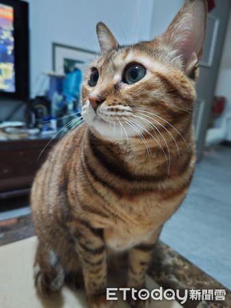 ▲巧克力汪腳開開翻肚睡死　後方大鵝「鳥視眈眈」準備攻擊鈴鐺。（圖／有點毛毛的／習東寧提供）