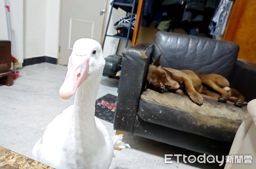 ▲巧克力汪腳開開翻肚睡死　後方大鵝「鳥視眈眈」準備攻擊鈴鐺。（圖／有點毛毛的／習東寧提供）