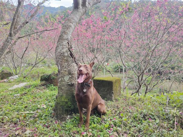 ▲巧克力汪腳開開翻肚睡死　後方大鵝「鳥視眈眈」準備攻擊鈴鐺。（圖／有點毛毛的／習東寧提供）