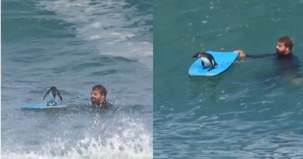 南非企鵝站上衝浪板破浪前行畫面曝光，萌翻一眾網友。（圖／翻攝自Instagram／bodyboard_southafrica）
