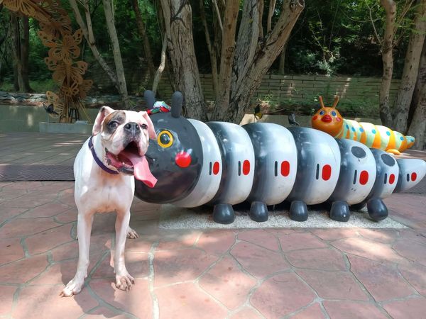 高雄民眾特別到瑞芳領養狗。（圖／新北市動保處提供）