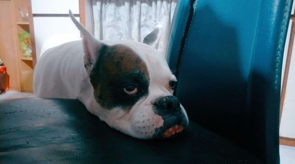 高雄民眾特別到瑞芳領養狗。（圖／新北市動保處提供）