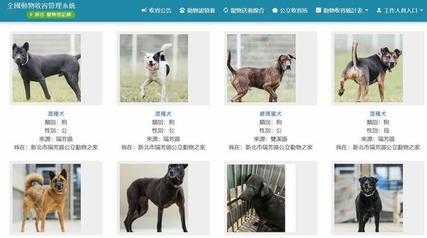 高雄民眾特別到瑞芳領養狗。（圖／新北市動保處提供）