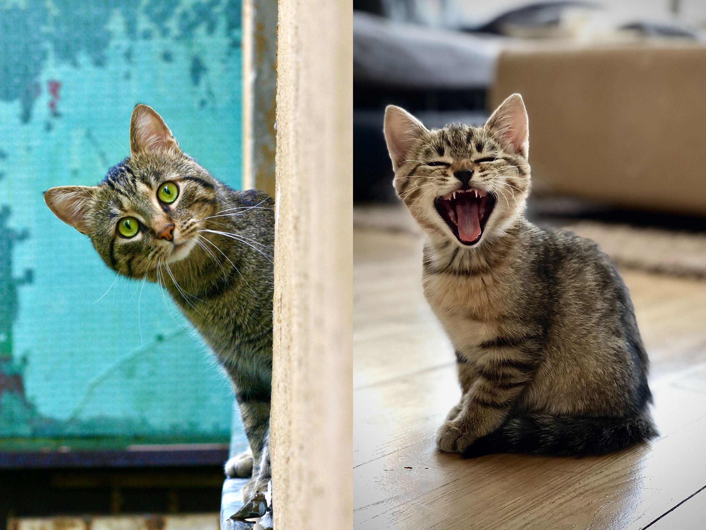 ▲貓咪心測 。（圖／翻攝自unsplash）