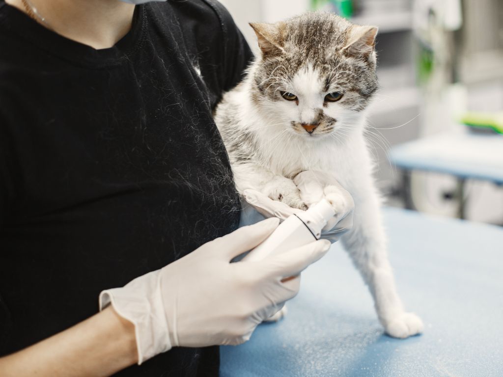 寵物醫療,寵物健康,毛小孩（圖／取自免費圖庫pexels）