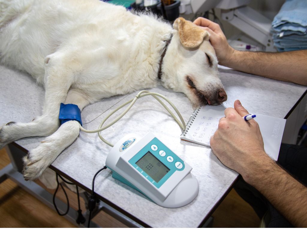 寵物醫療,寵物健康,毛小孩（圖／取自免費圖庫pexels）