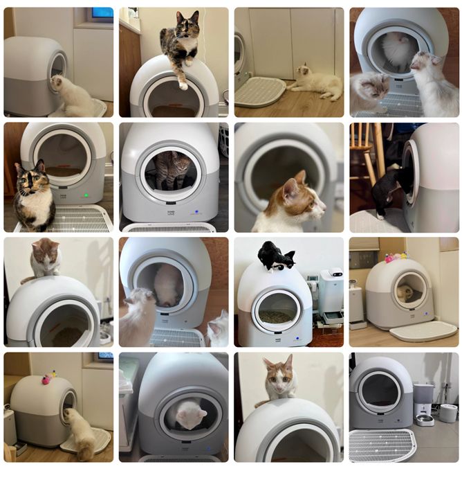 8196046 ▲▼多貓家庭,貓砂,鏟屎,貓砂機,不動鏟,排便,智慧家電,HHOLOVE,台北三創。(圖/業者提供)