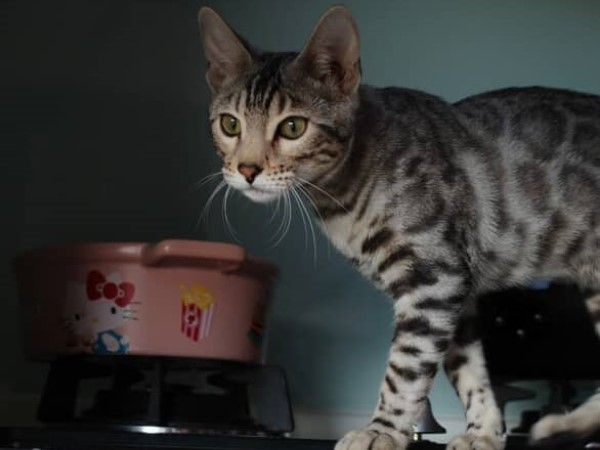 ▲（圖／網友＠teemo_catmo提供，請勿隨意翻拍，以免侵權。）