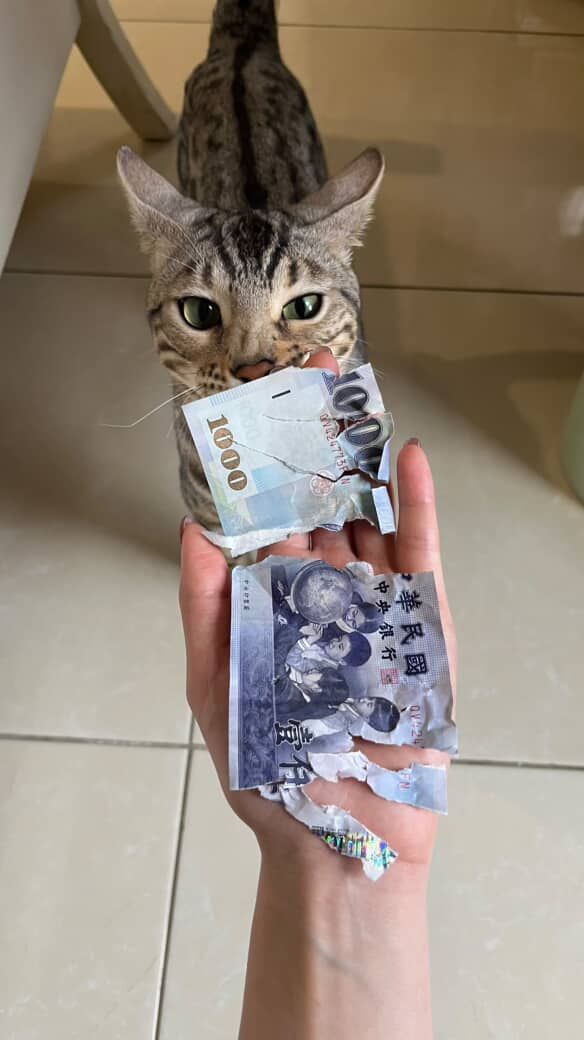 ▲（圖／網友＠teemo_catmo提供，請勿隨意翻拍，以免侵權。）