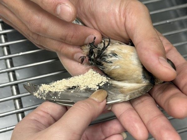 ▲高雄大量燕子被新式防鳥塗料沾黏死亡。（圖／翻攝自Facebook／高雄市議員 邱于軒）