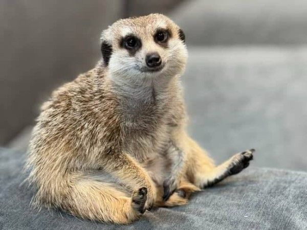 ▲看電視的狐獴太投入，老鷹出現秒變恐怖片。（圖／網友＠meerkat_my_pet提供，請勿隨意翻拍，以免侵權。）