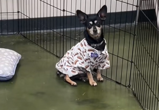 ▲（圖／翻攝自TikTok／@pawsquad559）