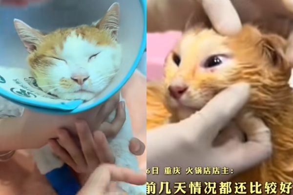 ▲▼貓咪掉進麻辣鍋。（圖／翻攝抖音）