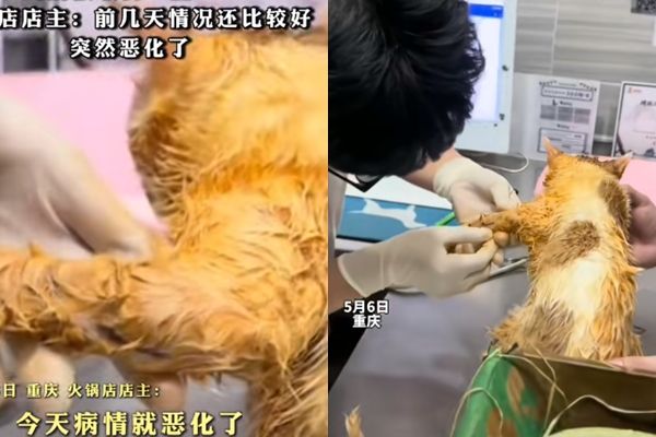 ▲▼貓咪掉進麻辣鍋。（圖／翻攝抖音）