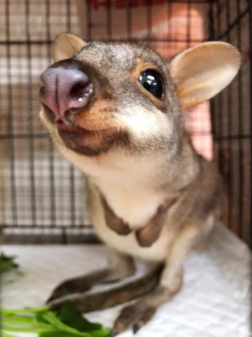 ▲。（圖／壽山動物園提供，請勿隨意翻拍，以免侵權。）