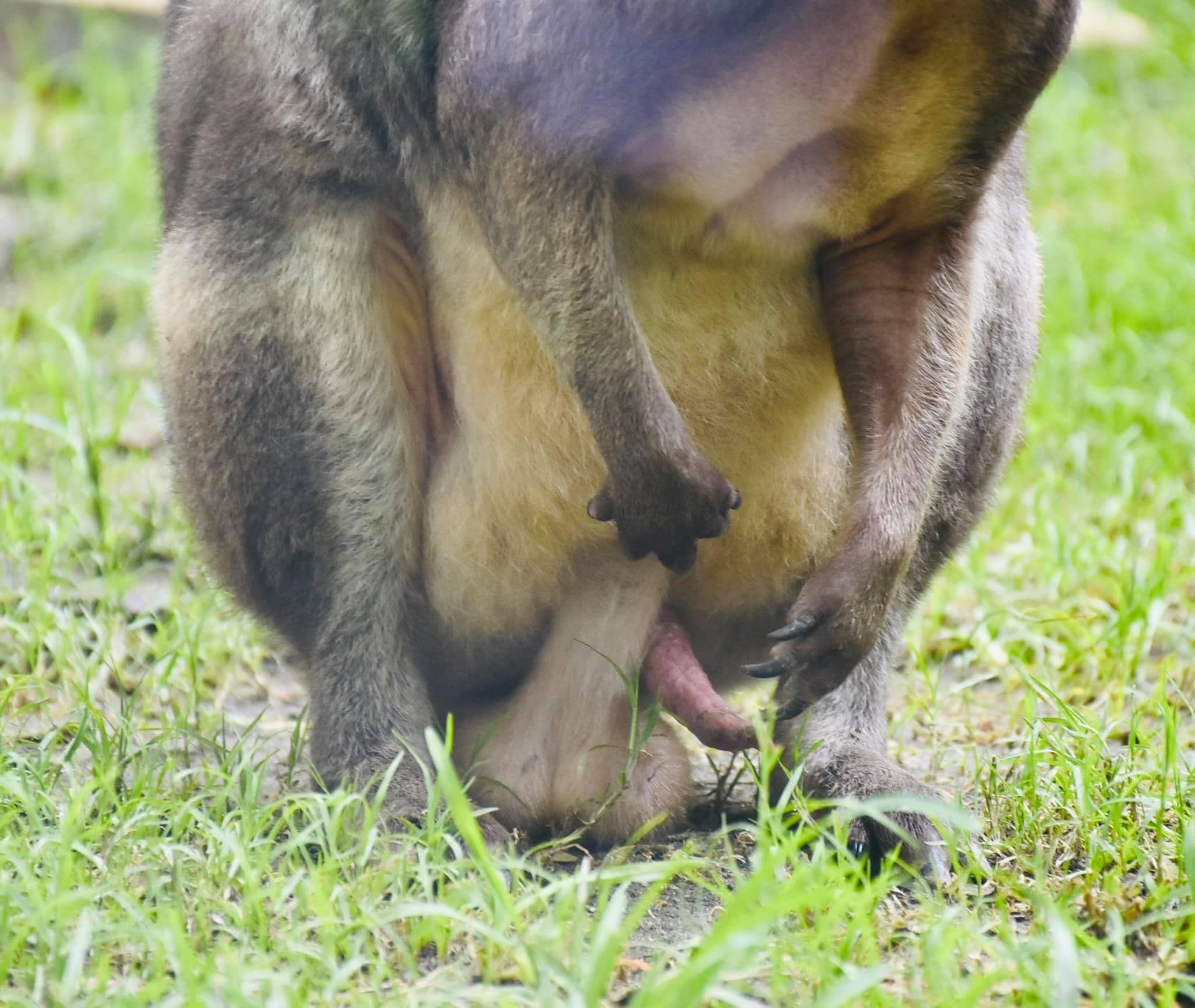 ▲。（圖／壽山動物園提供，請勿隨意翻拍，以免侵權。）