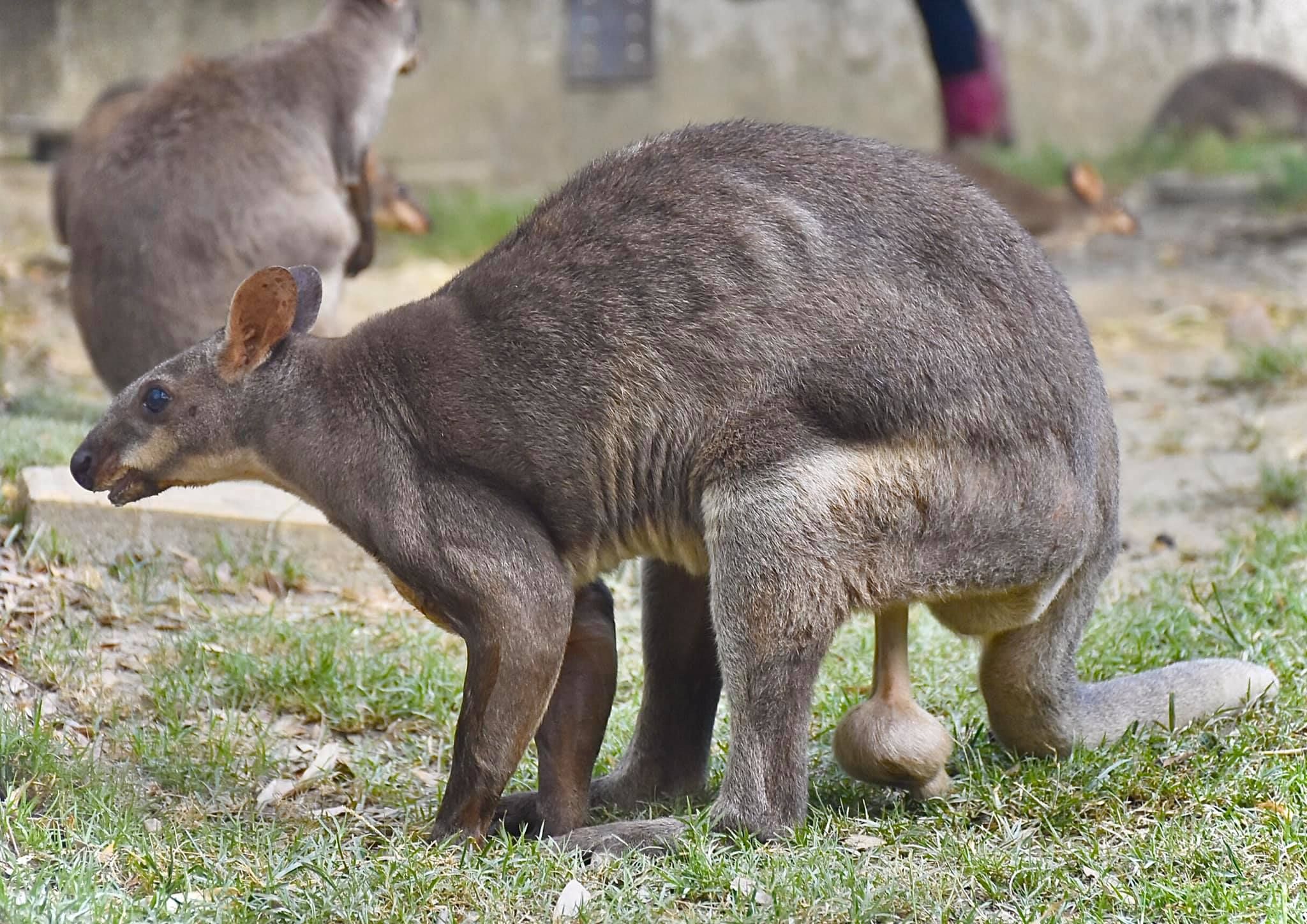 ▲。（圖／壽山動物園提供，請勿隨意翻拍，以免侵權。）