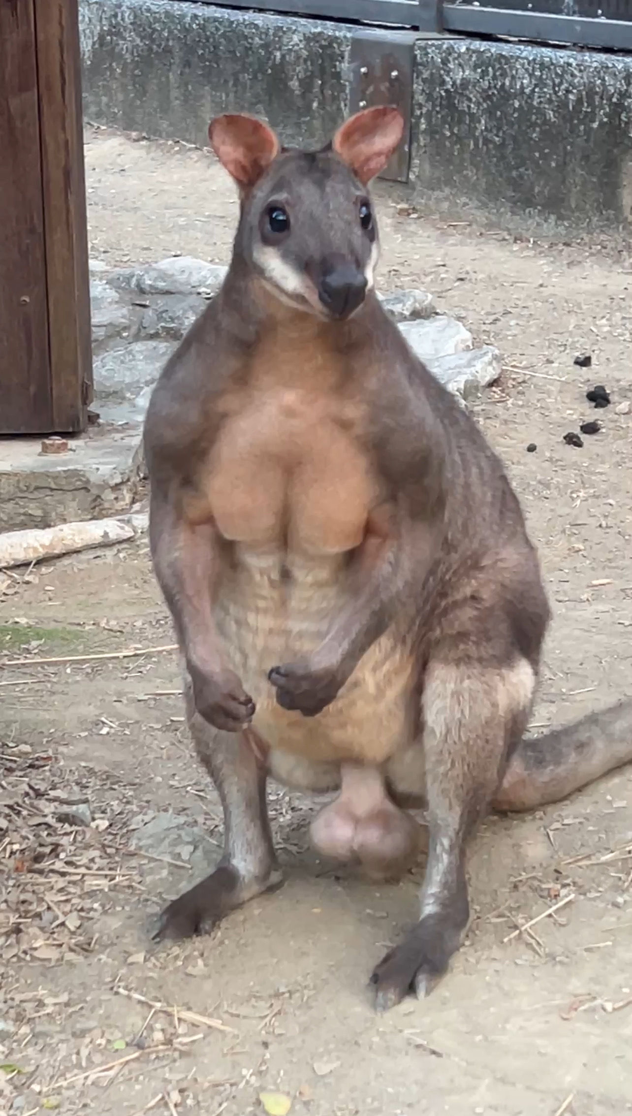 ▲。（圖／壽山動物園提供，請勿隨意翻拍，以免侵權。）