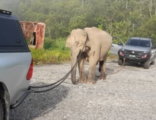 ▲▼             。（圖／翻攝自星洲網）